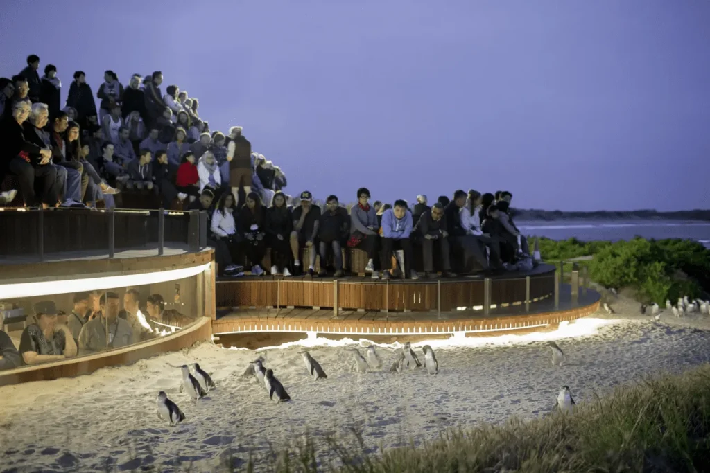 Penguin Parade Times