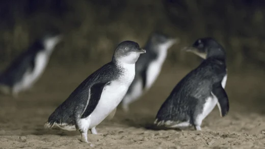 What time is the Penguin Parade at Phillip Island