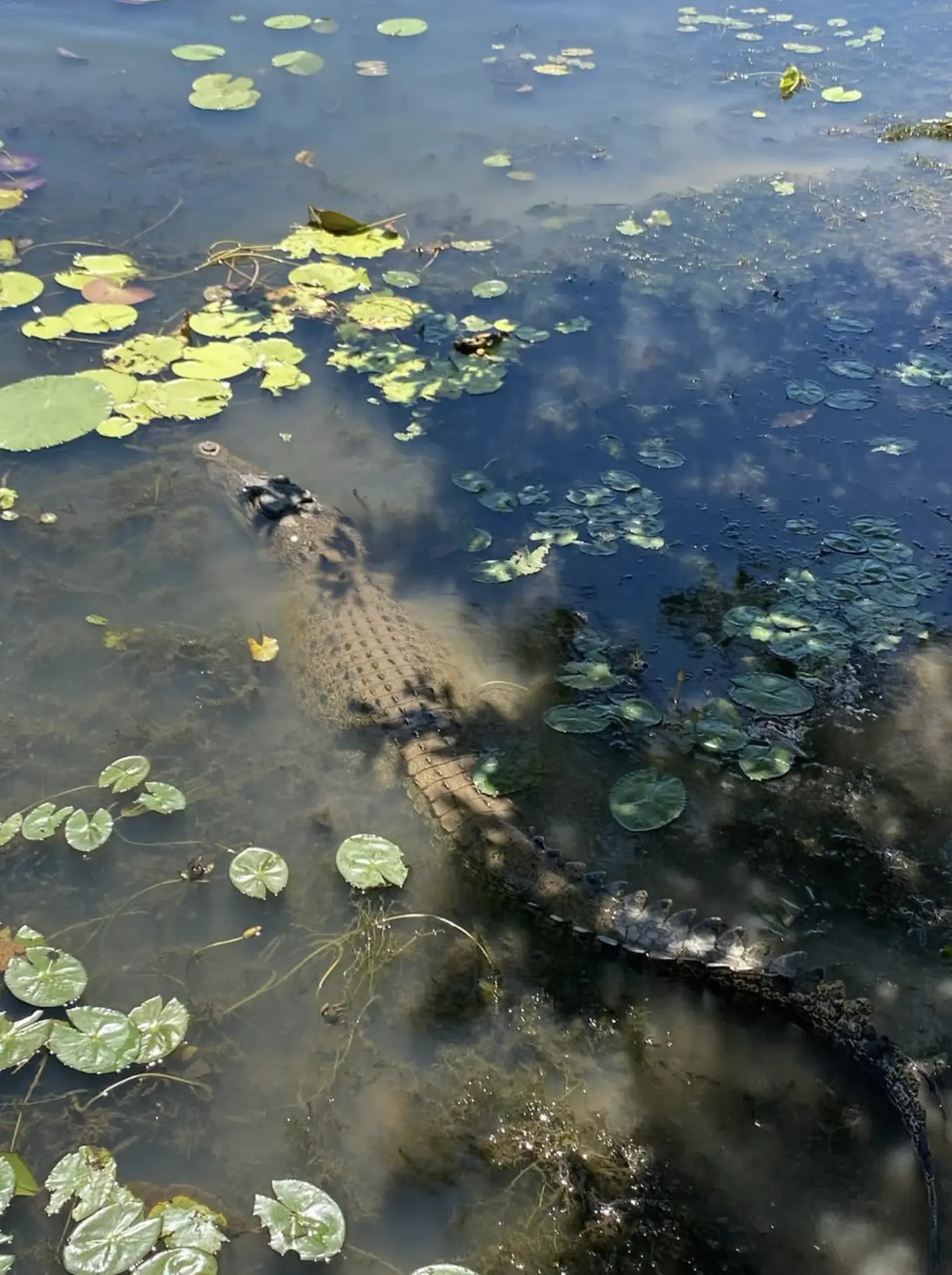 Kakadu Freshwater Crocodileswebp