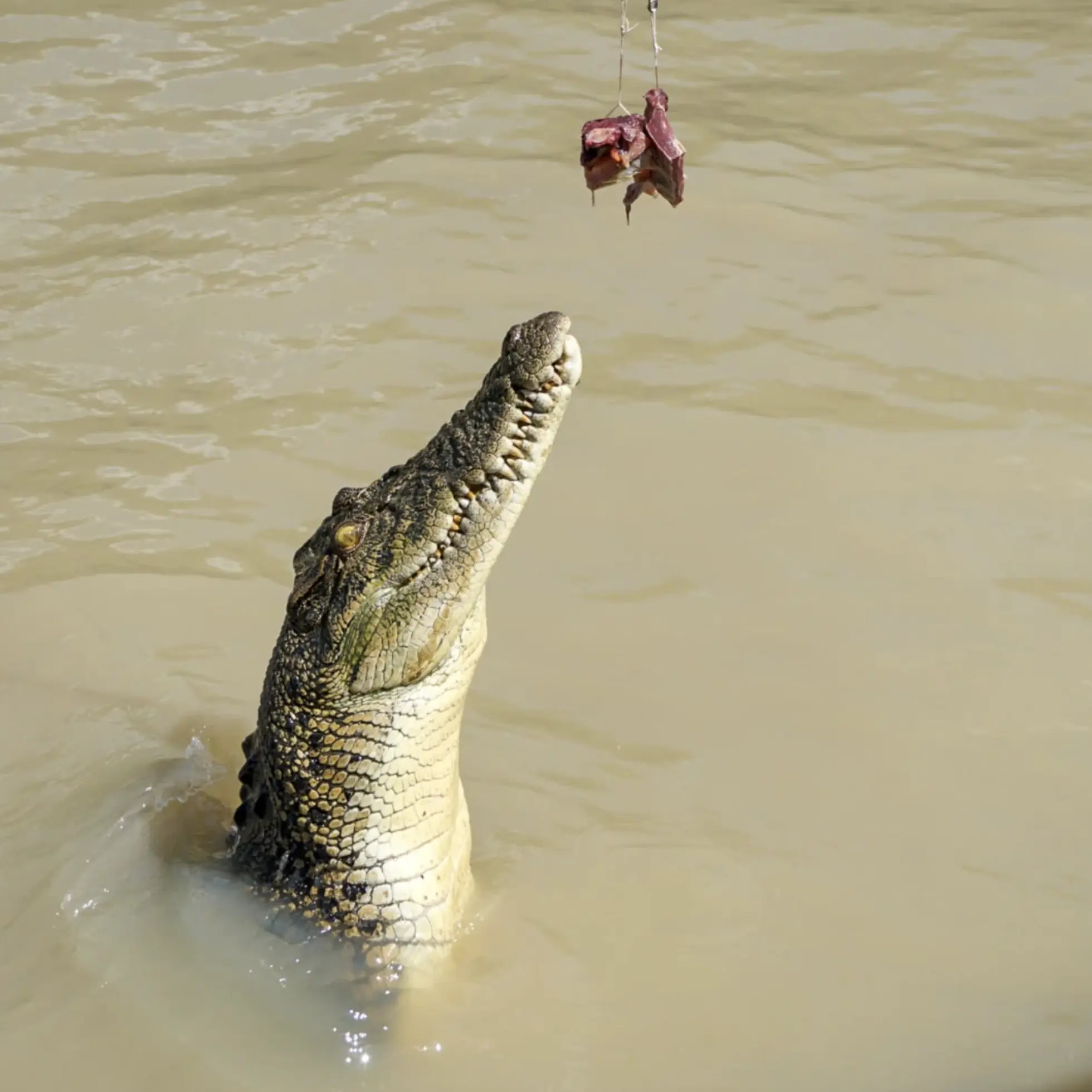 Kakadu Jumping Crocodiles