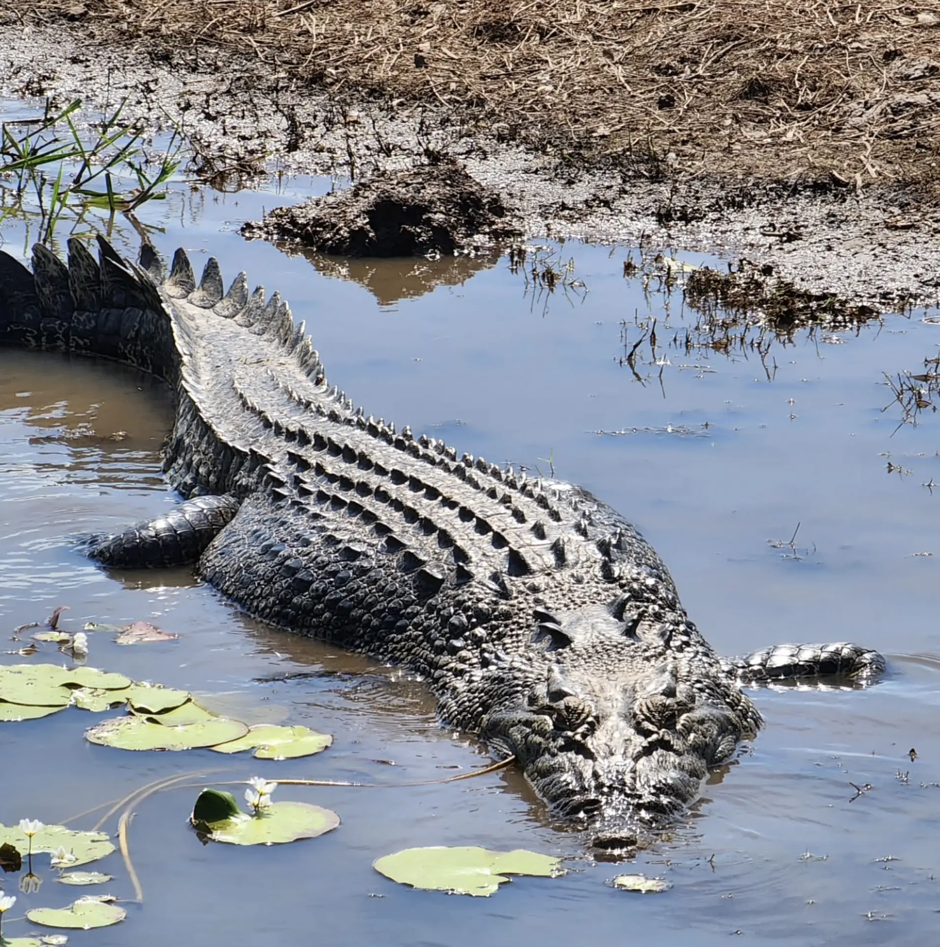 Kakadu National Park Wildlife