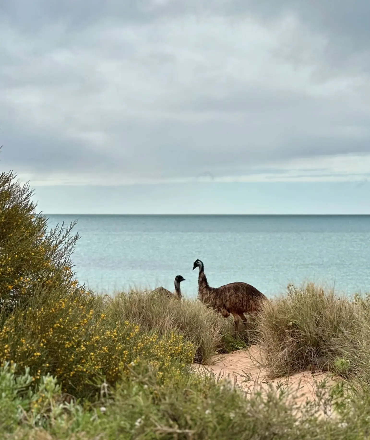 Shark Bay Adventures