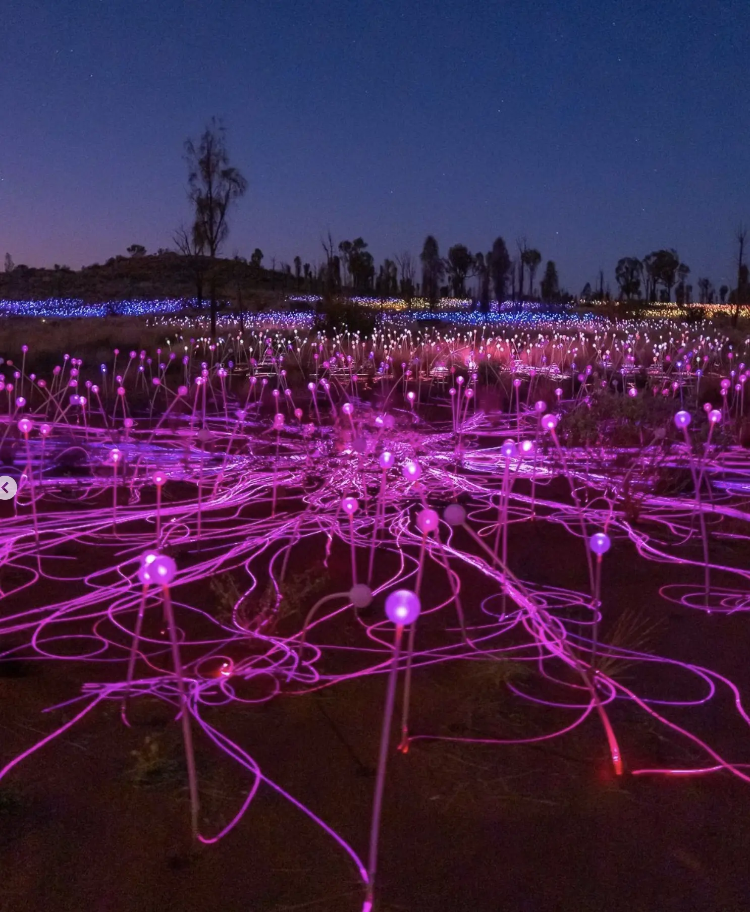 Field of Light Uluru